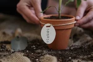 Save money on groceries