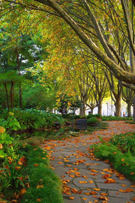 Garden walking path lined with trees and flowers